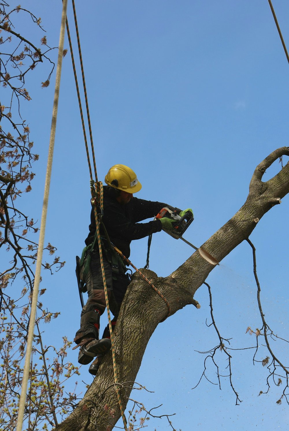 An Idaho TreeSmiths climber removing a limb from a tree