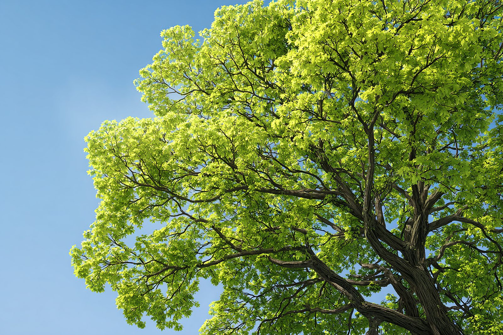 A healthy shade tree in full leaf against a blue Boise sky